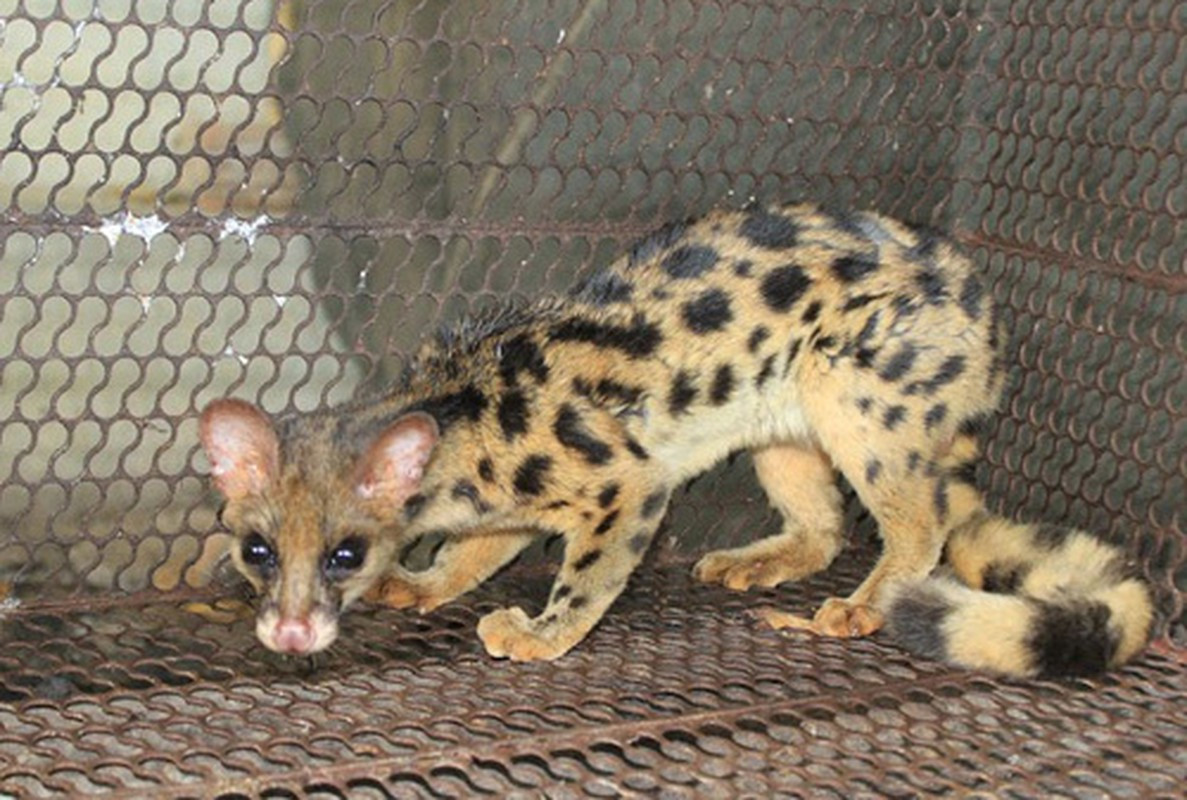 Trung tâm Cứu hộ, bảo tồn và phát triển sinh vật Hoàng Liên nuôi dưỡng, chăm sóc cá thể cầy gấm trước khi tái thả về môi trường tự nhiên. Ảnh: Vietnamnet.