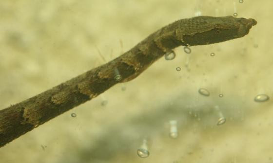 Rắn râu thường được phân loại vào phân họ Homalopsinae thuộc họ Colubridae. Tuy nhiên, gần đây chúng được xem là thuộc về họ Homalopsidae, tức họ Rắn ri. Đây là loài rắn duy nhất trong chi Erpeton.