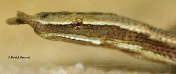 Loài rắn râu thường sinh tồn ở hồ nước, ruộng lúa, các con sông chảy chậm. Chúng có thể sống ở môi trường nước ngọt, nước lợ hay nước mặn. Ảnh: Patrick Prévost