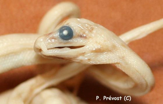 Chiều dài trung bình của rắn râu là khoảng 50 - 90 cm. Đặc điểm nổi bật của rắn râu là có 2 chiếc "râu" mọc ra từ mũi. Ảnh: Patrick Prévost