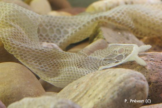 Loài rắn râu có thể ở dưới nước trong khoảng 30 phút mà không cần ngoi lên mặt nước lấy dưỡng khí. Chúng chủ yếu hoạt động dưới nước nhưng đôi khi cũng di chuyển lên cạn. Ảnh: Patrick Prévost