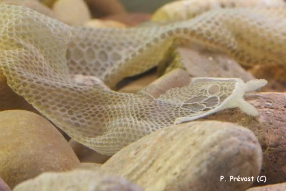 Loài rắn râu có thể ở dưới nước trong khoảng 30 phút mà không cần ngoi lên mặt nước lấy dưỡng khí. Chúng chủ yếu hoạt động dưới nước nhưng đôi khi cũng di chuyển lên cạn. Ảnh: Patrick Prévost