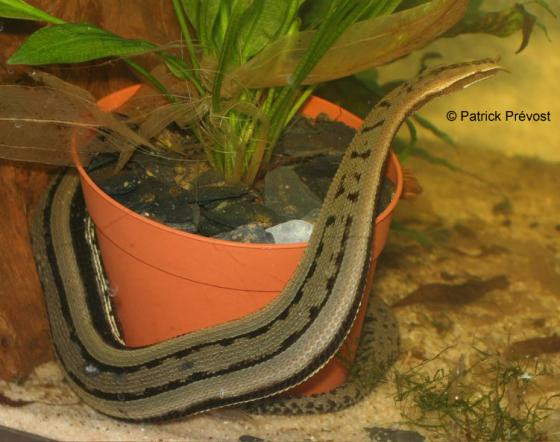 Rắn râu còn có một cách săn mồi khác. Đó là chúng sẽ tạo ra một âm thanh giống tiếng của con mồi để dụ con mồi tới. Khi con cá bơi tới gần, rắn râu sẽ lao ra tấn công. Ảnh: Patrick Prévost