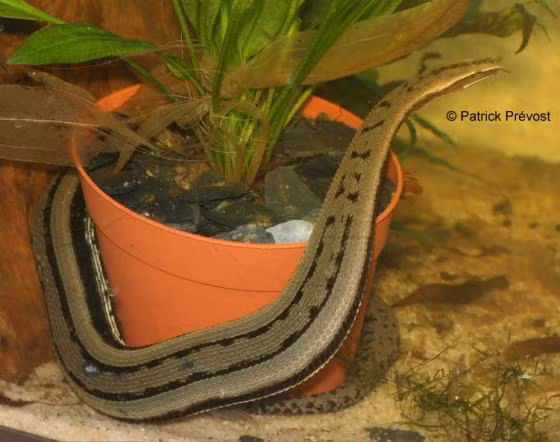 Rắn râu còn có một cách săn mồi khác. Đó là chúng sẽ tạo ra một âm thanh giống tiếng của con mồi để dụ con mồi tới. Khi con cá bơi tới gần, rắn râu sẽ lao ra tấn công. Ảnh: Patrick Prévost