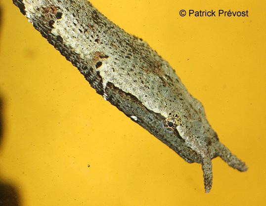 Rắn râu có cách săn mồi giống như một người đang câu cá. Nó sẽ kiên nhẫn chờ đợi, nằm yên để quan sát con cá bơi lại gần rồi bất ngờ lao ra tấn công. Tốc độ tấn công của nó rất nhanh, chỉ mất khoảng 15 mili giây để tóm gọn con cá. Ảnh: Patrick Prévost