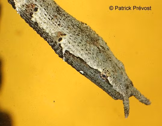 Rắn râu có cách săn mồi giống như một người đang câu cá. Nó sẽ kiên nhẫn chờ đợi, nằm yên để quan sát con cá bơi lại gần rồi bất ngờ lao ra tấn công. Tốc độ tấn công của nó rất nhanh, chỉ mất khoảng 15 mili giây để tóm gọn con cá. Ảnh: Patrick Prévost