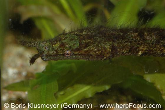 Là một trong những loài rắn kỳ dị nhất trên thế giới, rắn râu có tên khoa học là Erpeton tentaculatum Lacepede. Loài rắn này được ghi nhận ở một số quốc gia như Thái Lan, Campuchia, Việt Nam...