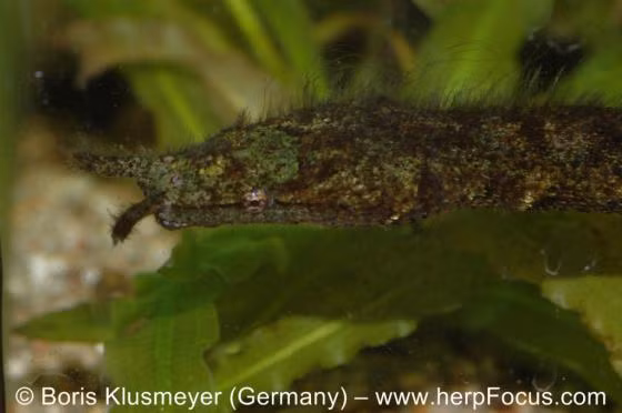 Là một trong những loài rắn kỳ dị nhất trên thế giới, rắn râu có tên khoa học là Erpeton tentaculatum Lacepede. Loài rắn này được ghi nhận ở một số quốc gia như Thái Lan, Campuchia, Việt Nam...