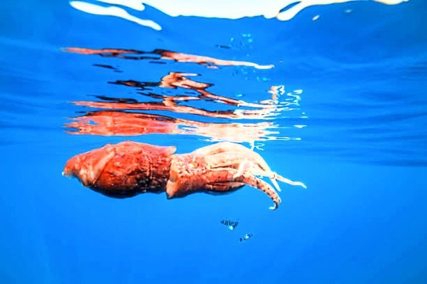 Luis Laria, Chủ tịch hội đồng điều phối nghiên cứu và bảo vệ động vật biển (CEPESMA) cho hay con đực có tuổi thọ ngắn hơn con cái và thành thục sớm hơn. Cá thể đực có tuổi thọ khoảng 1 năm trong khi con cái sống lâu hơn khoảng 2 - 3 lần. Ảnh: Animal.memozee.com.