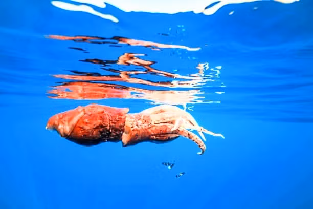 Luis Laria, Chủ tịch hội đồng điều phối nghiên cứu và bảo vệ động vật biển (CEPESMA) cho hay con đực có tuổi thọ ngắn hơn con cái và thành thục sớm hơn. Cá thể đực có tuổi thọ khoảng 1 năm trong khi con cái sống lâu hơn khoảng 2 - 3 lần. Ảnh: Animal.memozee.com.