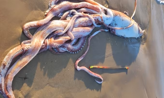 Vào cuối tuần trước, xác một con mực khổng lồ trôi dạt vào bãi biển El Sablón, Llanes, miền bắc Tây Ban Nha. Sinh vật này được cho là truyền cảm hứng cho thủy quái Kraken trong các truyền thuyết. Ảnh: Cofradia de Pescadores de Llanes.