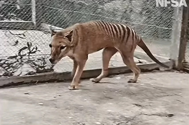 Bộ gene hổ Tasmania mới được nhóm nghiên cứu tạo ra có kích thước tương tự bộ gene người, gồm 3 tỷ cặp base nucleotide - các phân tử tạo thành những bậc của thang ADN. Hiện vẫn còn 45 khoảng trống trong trình tự ADN mà các chuyên gia hy vọng sẽ tìm ra trong những tháng tới bằng cách tiến hành giải trình tự thêm. Ảnh: NFSA.