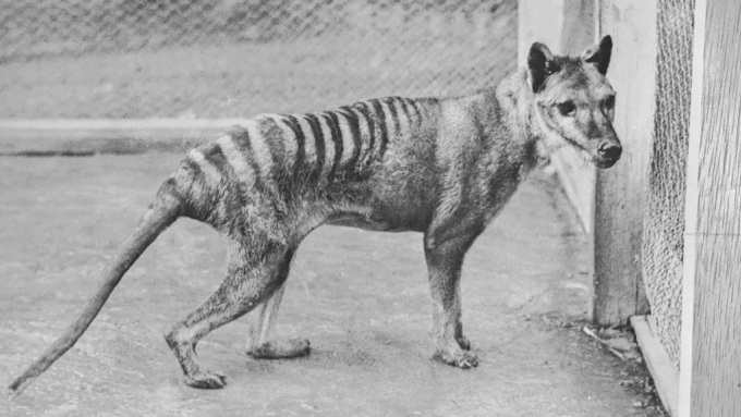Hổ Tasmania hay còn gọi Thylacine (Thylacinus cynocephalus) là loài thú có túi ăn thịt đã tuyệt chủng vào năm 1936 sau nhiều thập kỷ bị con người săn bắt. Chúng là động vật săn mồi đứng đầu chuỗi thức ăn, đóng vai trò quan trọng trong hệ sinh thái ở Tasmania, Australia. Ảnh: HUM Images/Universal Images Group.