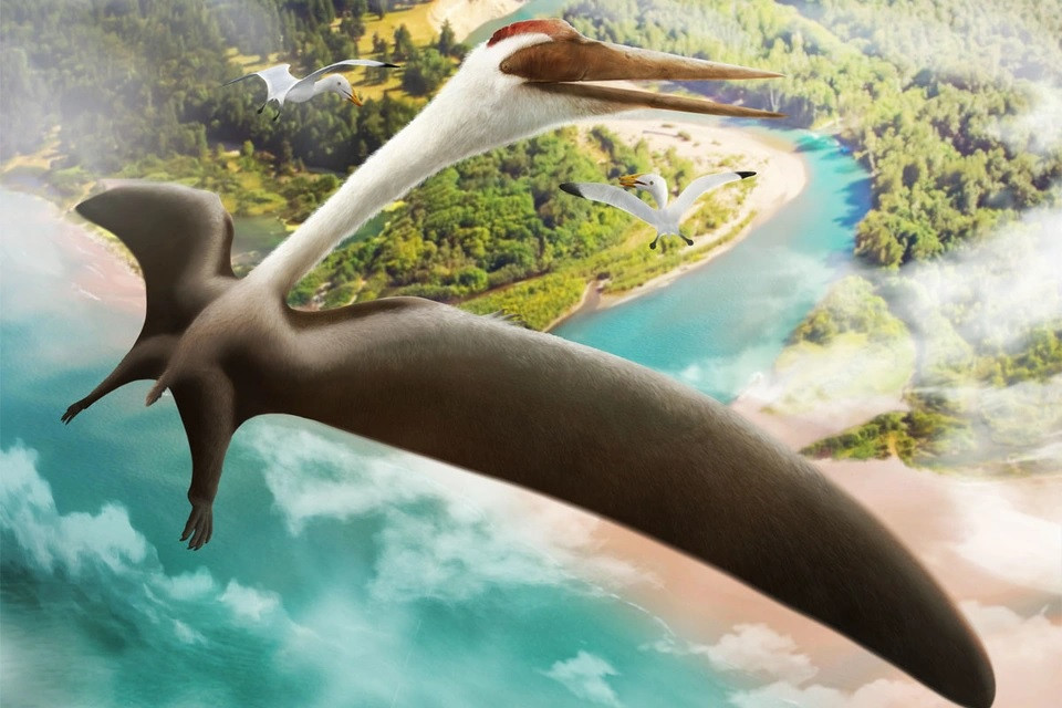 Thằn lằn bay Quetzalcoatlus là một trong những quái vật săn mồi đáng sợ thời tiền sử. Chúng sống vào cuối kỷ Creta ở Bắc Mỹ cách đây khoảng 68 - 65,5 triệu năm.