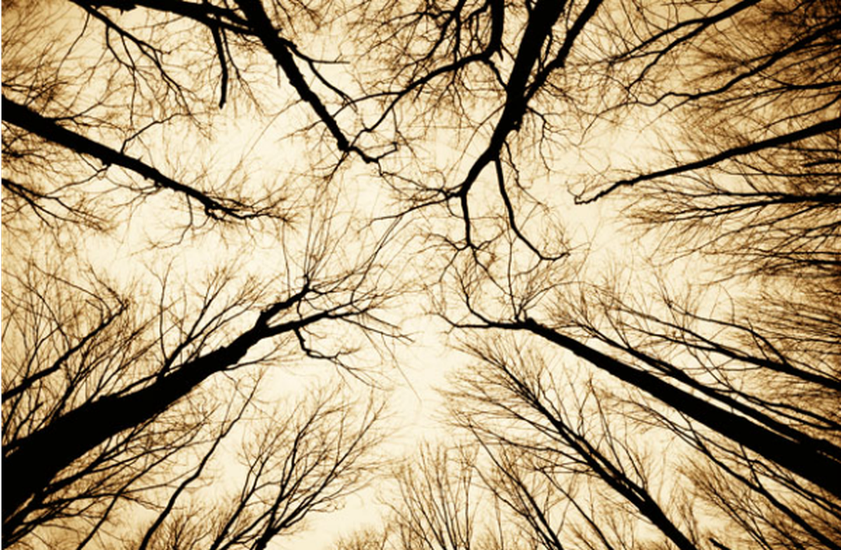 Kỳ bí hơn, người dân địa phương kể rằng, khu rừng Hoia Baciu là nơi xảy ra một số vụ mất tích bí ẩn. Tương truyền, một cô bé đã bị lạc trong rừng. Dù nhiều dân làng đi tìm kiếm nhưng không phát hiện dấu vết nào của nạn nhân. Năm năm sau, cô bé đột nhiên trở về với diện mạo như xưa và không không nhớ chuyện gì đã xảy ra.