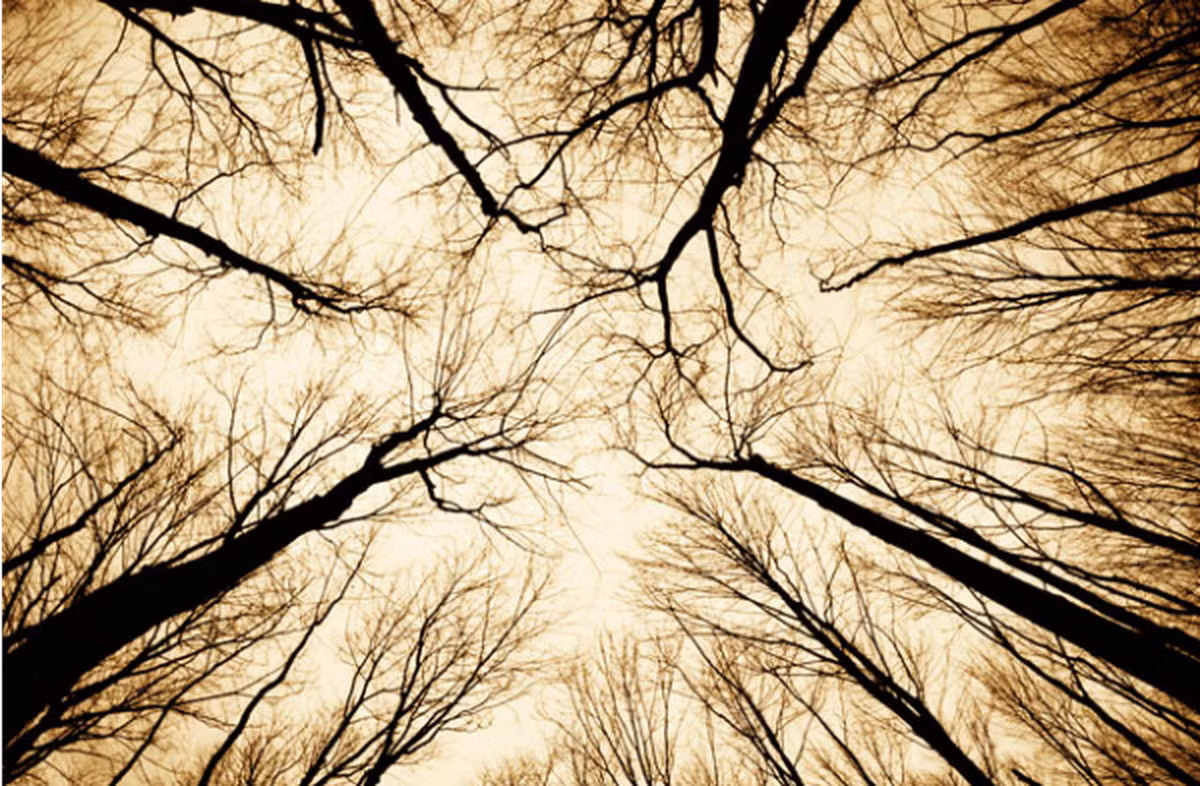 Kỳ bí hơn, người dân địa phương kể rằng, khu rừng Hoia Baciu là nơi xảy ra một số vụ mất tích bí ẩn. Tương truyền, một cô bé đã bị lạc trong rừng. Dù nhiều dân làng đi tìm kiếm nhưng không phát hiện dấu vết nào của nạn nhân. Năm năm sau, cô bé đột nhiên trở về với diện mạo như xưa và không không nhớ chuyện gì đã xảy ra.