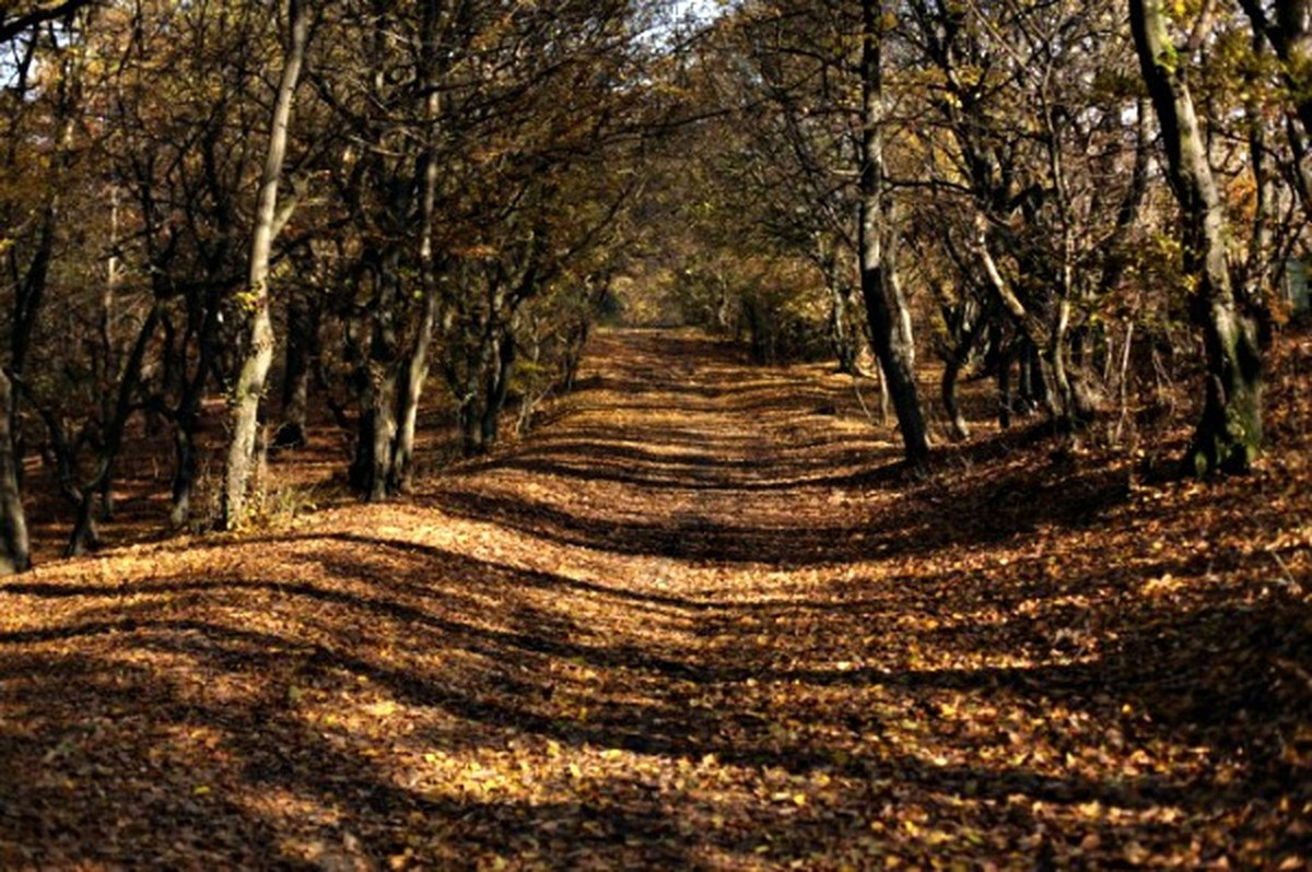 Hoia Baciu còn được cho là nơi trú ngụ của những linh hồn không siêu thoát. Đây có thể chính là thủ phạm khiến một số người đột nhiên bị phát ban, có vết trầy xước không rõ nguyên nhân sau khi tiến vào trong rừng.