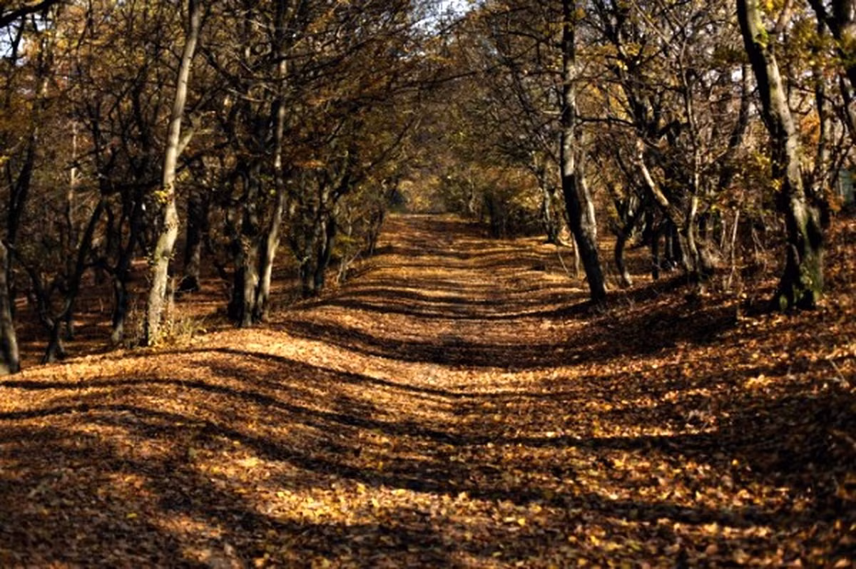 Hoia Baciu còn được cho là nơi trú ngụ của những linh hồn không siêu thoát. Đây có thể chính là thủ phạm khiến một số người đột nhiên bị phát ban, có vết trầy xước không rõ nguyên nhân sau khi tiến vào trong rừng.