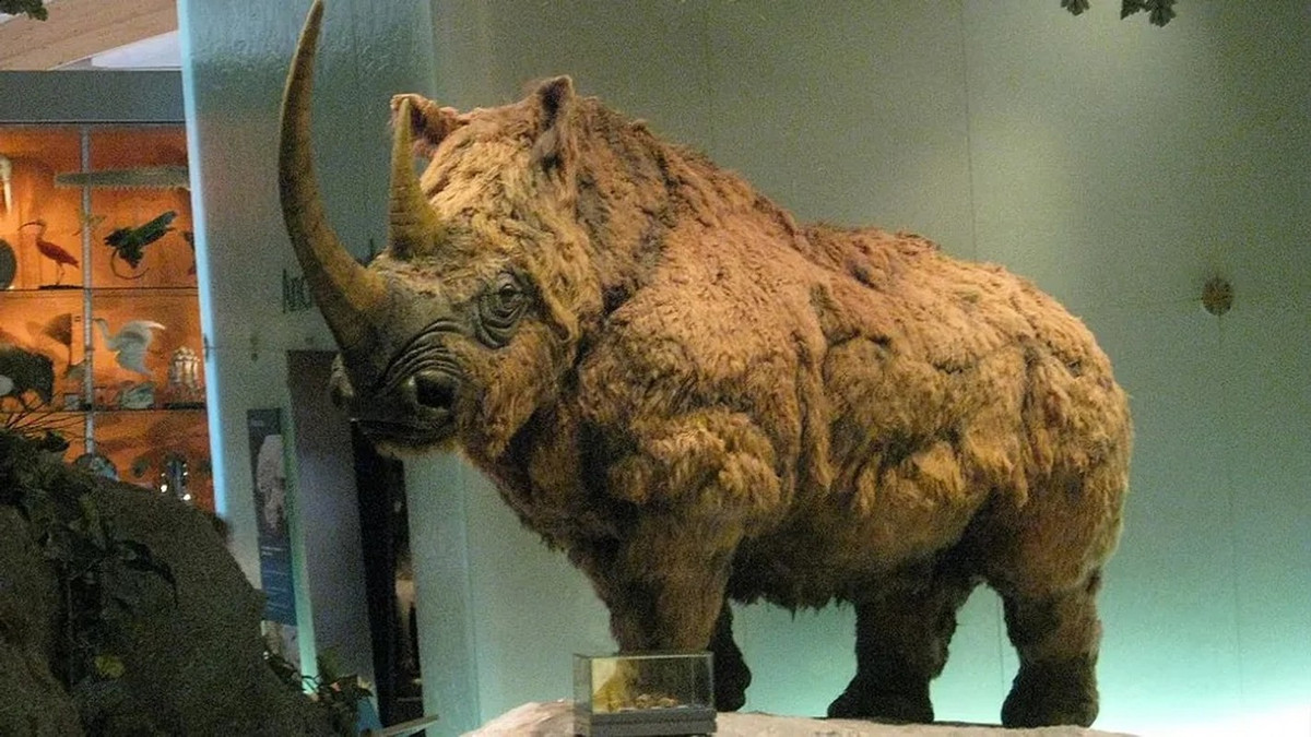 Thông qua phương pháp xác định niên đại bằng carbon phóng xạ, các chuyên gia xác định con tê giác lông xoăn chết cách đây hơn 32.000 năm. Nó có bộ lông sáng màu cho thấy con vật chết khi còn nhỏ, khoảng 4 - 4,5 tuổi. Ảnh: CC BY 4.0.