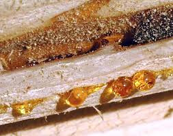 Giáo sư Janusz cho biết người Mycenaean tin rằng việc mang hổ phách bên người tượng trưng cho mối liên hệ của họ với Mặt trời.