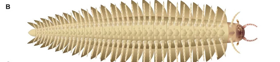 Từ những đặc điểm này, giới nghiên cứu cho rằng, hóa thạch Arthropleura có thể là họ hàng gần nhất với họ rết. Mặc dù 2 loài này có vẻ ngoài khá giống nhau nhưng chúng đã phân kỳ khoảng 440 triệu năm trước, rất lâu trước khi Arthropleura xuất hiện. Ảnh: Mickaël Lhéritier, Jean Vannier and Alexandra Giupponi (LGL-TPE, Université Claude Bernard Lyon 1.