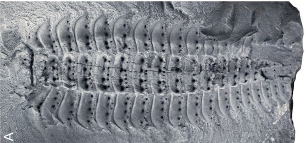 Từ đây, các chuyên gia suy đoán, khi còn nhỏ, Arthropleura dành nhiều thời gian ở dưới nước. Do đó, chúng mới có đôi mắt có cuống khi trưởng thành. Ảnh: Lhéritier et al., Sci. Adv. 10, eadp6362 (2024).