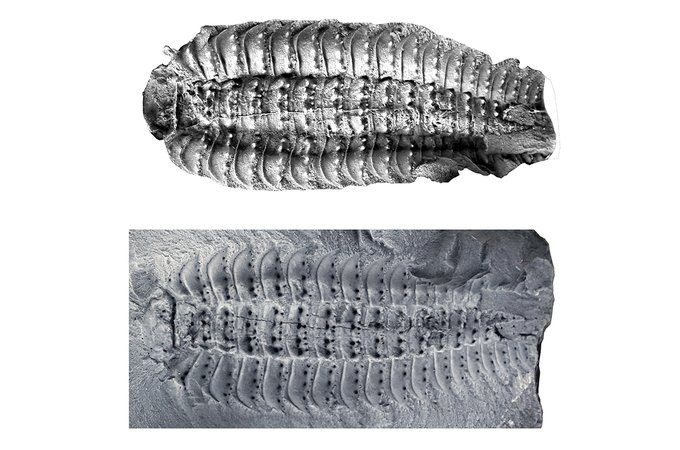 Tuy nhiên, đây chỉ là giả định. Các nhà khoa học cho hay sẽ thực hiện các nghiên cứu các mẫu hóa thạch sâu hơn nhằm giải mã quá trình tiến hóa của loài này. Ảnh: Science.org.