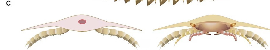 Do có những điểm khá giống loài rết nên các chuyên gia vô cùng tò mò về sự tiến hóa của loài Arthropleura. Tuy nhiên, đôi mắt của sinh vật này có cuống - đặc điểm chưa từng được nhìn thấy trong họ rết. Ảnh: Mickaël Lhéritier, Jean Vannier and Alexandra Giupponi (LGL-TPE, Université Claude Bernard Lyon 1.