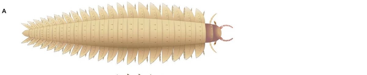 Những hình ảnh chụp CT phần đầu của 2 hóa thạch trên cho thấy chúng sở hữu đôi mắt có cuống độc đáo nhô ra từ bên cạnh đầu, râu cong nhẹ và hàm dưới nhỏ giống như rết. Ảnh: Mickaël Lhéritier, Jean Vannier and Alexandra Giupponi (LGL-TPE, Université Claude Bernard Lyon 1.