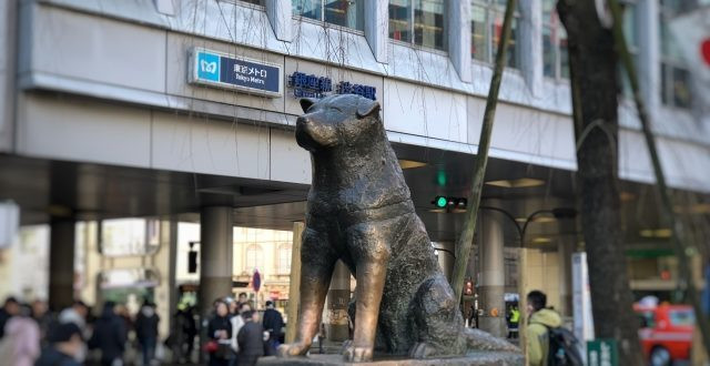 Câu chuyện về chú chó Hachiko đợi chủ đã mất ở nhà ga nhanh chóng thu hút được sự quan tâm của công chúng. Nó được xem là biểu tượng của lòng trung thành.