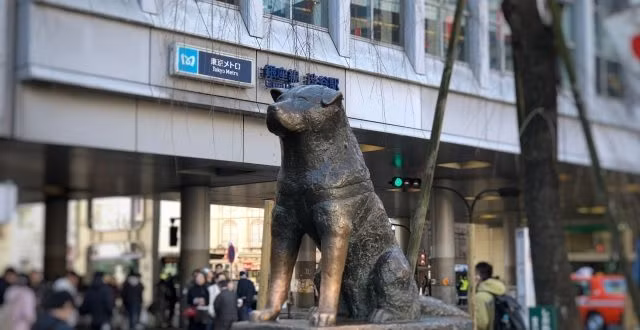 Câu chuyện về chú chó Hachiko đợi chủ đã mất ở nhà ga nhanh chóng thu hút được sự quan tâm của công chúng. Nó được xem là biểu tượng của lòng trung thành.