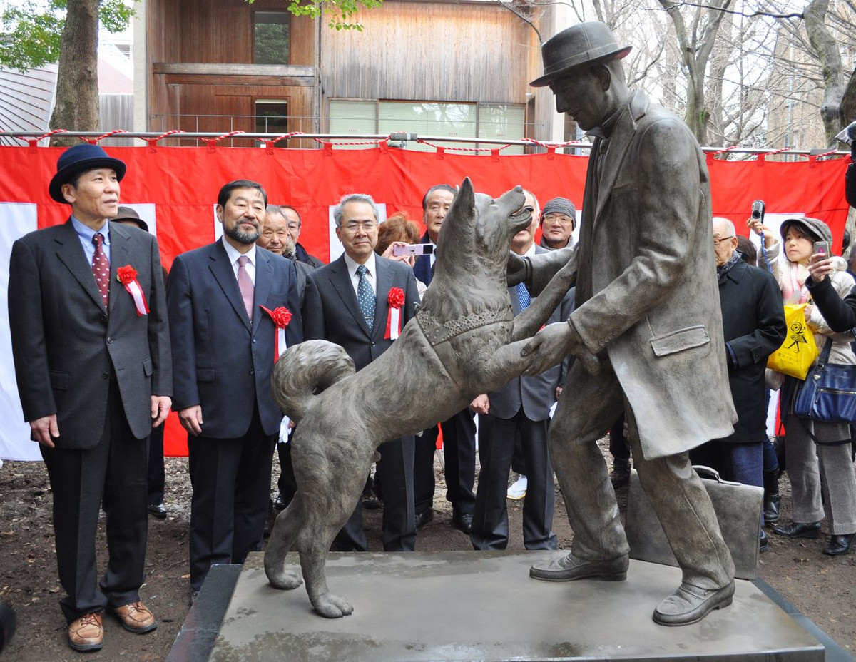 Hachiko là giống chó Akita có bộ lông màu vàng nâu. Nó sinh năm 1923 và sống trong một nông trại gần thành phố Odate, tỉnh Akita. Sau đó, giáo sư Hidesaburo Ueno công tác tại Đại học Hoàng gia Tokyo nhận nuôi Hachiko và mang tới sống tại ngôi nhà gần ga Shibuya.