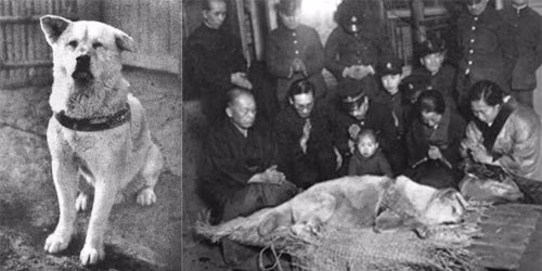 Vào tháng 4/1934 (tức một năm trước khi chết), Hachiko trở nên nổi tiếng khi được nhà điêu khắc Teru Andō tạc một bức tượng đồng và đặt tại ga Shibuya. Hachiko rất vinh dự vì có mặt trong buổi khánh thành bức tượng của chính mình.