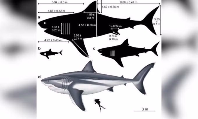 Là kẻ săn mồi đáng sợ, quái thú megalodon có thể tiêu hóa dễ dàng những con mồi to lớn. Nhờ khả năng chịu được môi trường nước lạnh giúp chúng mở rộng phạm vi di chuyển ra gần như tất cả các vùng biển trên toàn thế giới. Ảnh: CNN.
