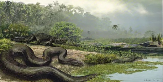 Titanoboa được biết tới là loài rắn lớn nhất thế giới với chiều dài 13m và nặng 1.135 kg. Phần dày nhất trên cơ thể chúng có đường kính 0,9m. Ảnh: Jason Bourque / University Of Florida.