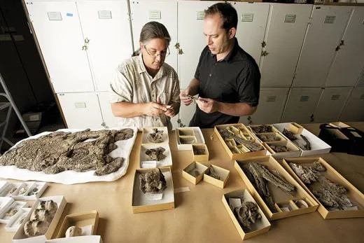 Colombia hiện là nơi duy nhất tìm được hóa thạch trăn Titanoboa. Khi nghiên cứu các mẫu hóa thạch, giới chuyên gia phát hiện chúng có hàm răng khít hơn các loài trăn hiện đại. Ảnh: Brian Tietz.