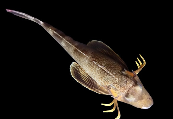 Khi quan sát kỹ hơn, nhóm nghiên cứu nhận thấy những "chiếc chân" của cá vây biển phương bắc được bao phủ bởi các gai cảm giác. Cách tiến hóa tương tự như vậy cũng được ghi nhận ở một số loài, bao gồm chim hải âu. Ảnh: Anik Grearson.