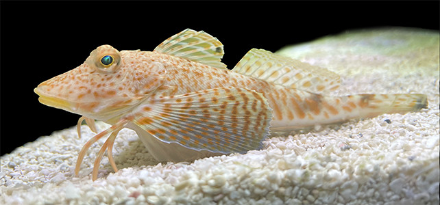 Cá vây biển phương bắc (tên khoa học: Prionotus carolinus) là một trong những loài cá kỳ lạ nhất sống ở đại dương. Điều này xuất phát từ việc loài cá này có những "chiếc chân" mảnh khảnh. Ảnh: Harvard University.