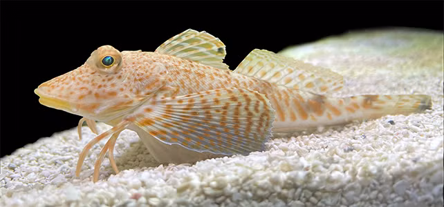 Cá vây biển phương bắc (tên khoa học: Prionotus carolinus) là một trong những loài cá kỳ lạ nhất sống ở đại dương. Điều này xuất phát từ việc loài cá này có những "chiếc chân" mảnh khảnh. Ảnh: Harvard University.