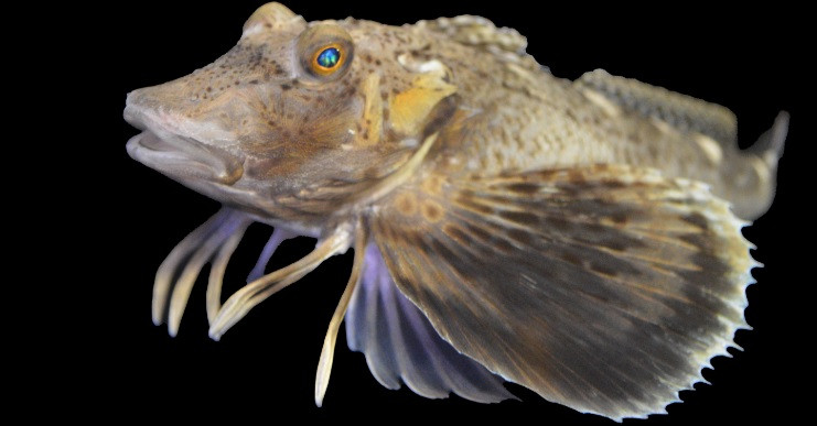 Ban đầu, nhóm nghiên cứu cho rằng dường như loài cá vây biển phương bắc có một giác quan ẩn, được giấu trong các "chân". Bằng chứng là chúng không gặp nhiều khó khăn để có thể tìm thấy thức ăn được giấu bên dưới. Ảnh: Anik Grearson.