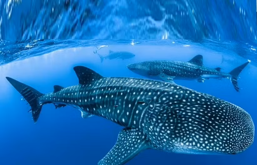 Phat hien moi ve loai ca map khong lo nhat the gioi-Hinh-2