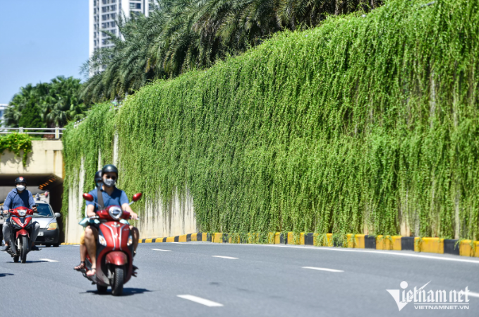 Không chỉ tạo cảnh quan xanh mát, cúc tần còn có tác dụng lọc không khí, xua bớt phần nào nắng nóng gay gắt trên con đường. (Ảnh: Vietnamnet).