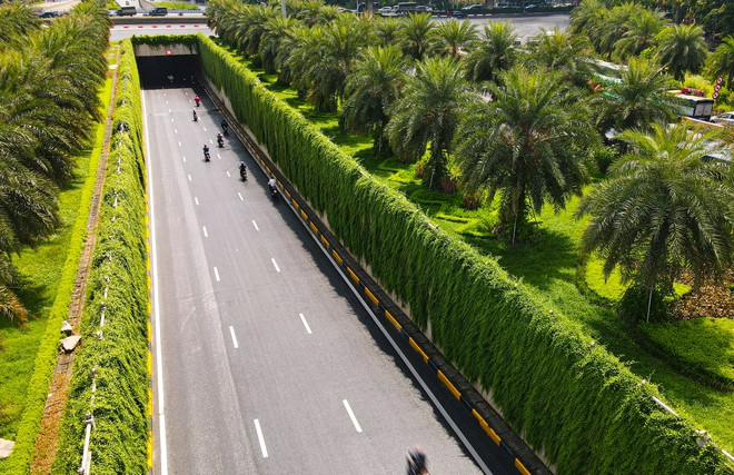 Hai bên đường hầm chui dài khoảng 200m được phủ xanh bởi hàng vạn cây cúc tần Ấn Độ. (Ảnh: Tổ Quốc).