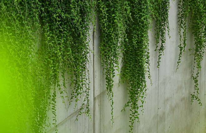 Lá cây cúc tần Ấn Độ phát triển dày, mạnh mẽ và xanh ngắt, buông xuống hai bên đường. (Ảnh: Tổ Quốc).