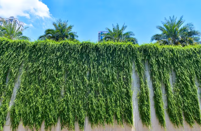 Cành và các nhánh của cây cúc tần Ấn Độ buông rũ xuống một cách nhẹ nhàng. (Ảnh: Tổ Quốc).