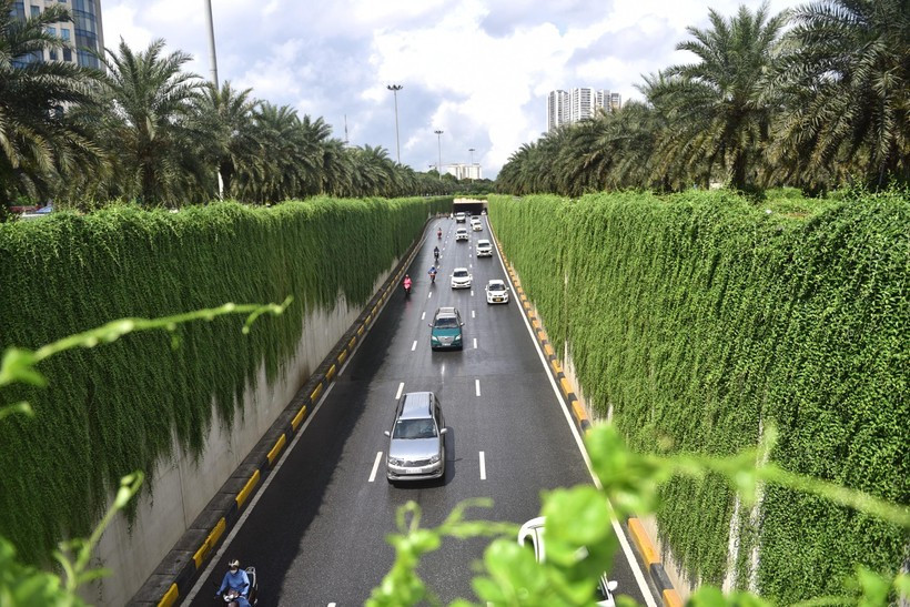 Cây thường được nhiều người dân tìm mua về trồng tại ban công, sân thượng để tạo tấm thảm che nắng. (Ảnh: GD&amp;TĐ).