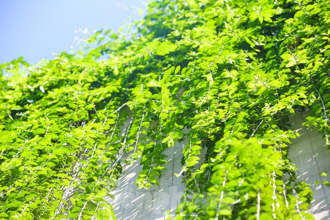 Đối với những người đi qua khu vực này thường xuyên, đây có thể coi là một điểm nhấn ấn tượng. Nhiều người còn ví von hầm chui Trung Hòa có những “bức tường xanh”, đẹp như Singapore thu nhỏ (Ảnh: Tiền Phong).