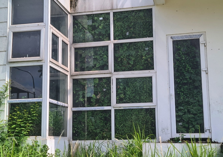 ..."nuôi" cỏ dại.