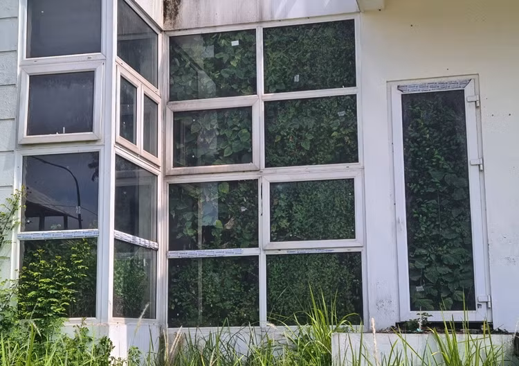 ..."nuôi" cỏ dại.