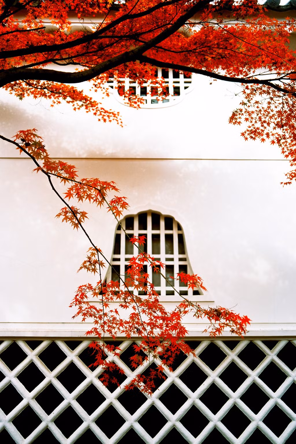Thu duyên dáng tại ngôi đền Shinnyodo, Kyoto, Nhật Bản.
